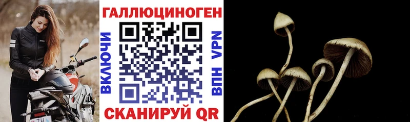 купить закладку Бородино Галлюциногенные грибы Psilocybe